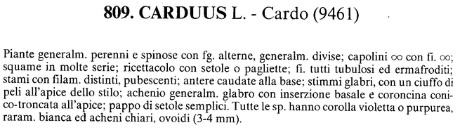 E'' un cardo?  No, Cirsium acaule